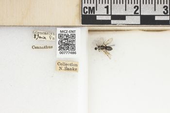 Media type: image;   Entomology 777486 Aspect: Labels